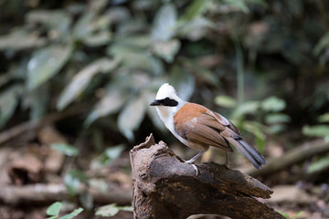 Adult White-crested laughingthrush (Garrulax leucolophus), low angle view, side shot, foraging on the fallen tree on the ground in tropical forest, Kaeng Krachan National Park, the jungle of Thailand.