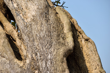 Fototapeta premium trunk of a tree or mahua tree trunk