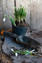 Galanthus. Bulbs of Snowdrops on wooden background. Gardening. Spring.