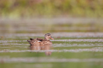 Adult female Gadwall (Mareca strepera), low angle view, side shot, in beautiful morning light floating and foraged aquatic plant in wild abundance marsh, northern of Thailand.