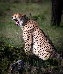 Close up cheetah yawning in Africa