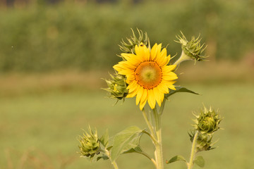 field of sunflowers