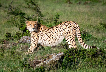 Yawning cheetah sitting on the savannah