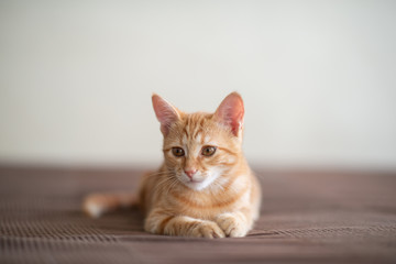 Cute red kitten with classic marble pattern lies on sofa. Adorable little pet. Cute child animal