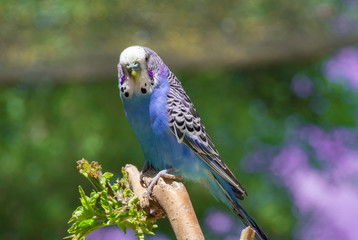 Blue budgerigar sitting on a branch and looking to the camera