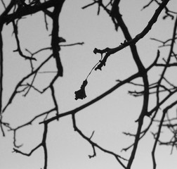 Fototapeta na wymiar winter tree branches against the sky