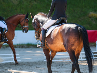 Obraz premium Close-up of dressage horse from behind during a dressage test..