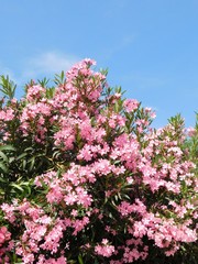A Nerium oleander plant with pink flowers, near the sea shore