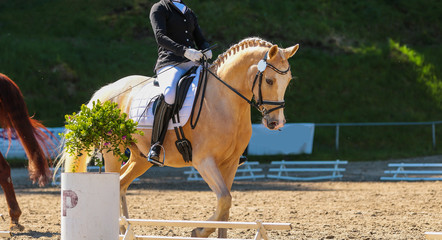 Dressage horse Palomino pony with rider in dressage cattle..