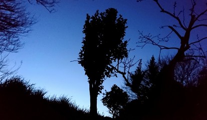 silhouette of tree and grass