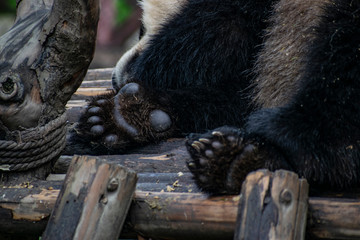 Giant panda in China paws