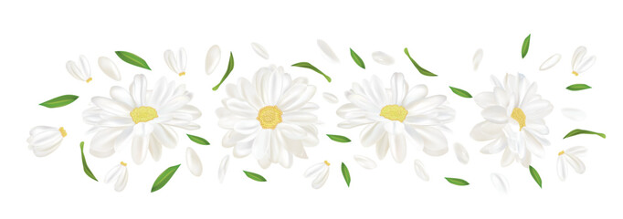 3D realistic chamomile flower. Chamomile isolated on white background. Delicate flower chamomile. Top view. Chamomile close up. Vector illustration