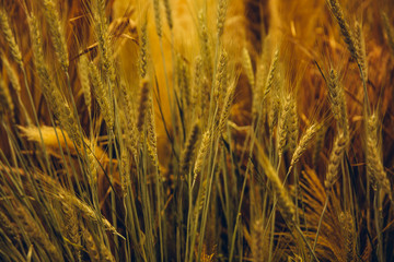 Fototapeta premium grass flower meadow marco close up under warm colorful sky at sunset on the dry field
