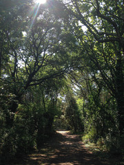 Fototapeta na wymiar Footpath in the forest under the sun