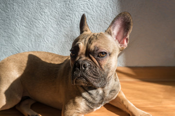 Portrait adorable french bulldog dog lying on the floor