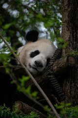 Giant panda in China