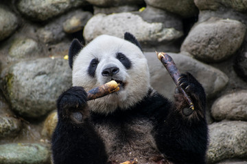 Obraz premium Giant panda eating bamboo in China