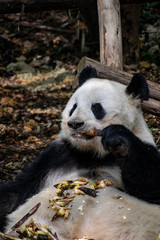 Fototapeta premium Giant panda eating bamboo in China