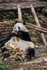 Giant panda eating bamboo in China