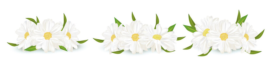 Fototapeta premium 3D realistic chamomile isolated on white background. Delicate flower chamomile. Fresh bunch chamomile. Vector illustration