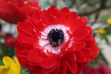 花　赤色