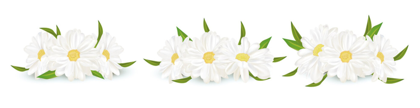 3D realistic chamomile isolated on white background. Delicate flower chamomile. Fresh bunch chamomile. Vector illustration