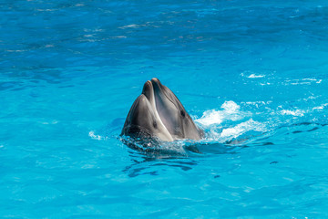 Obraz premium Happiness of dolphins, a symbol of love and fidelity. Two dolphins (scientific name Tursiops Truncatus) cuddle in the water. Place for text.