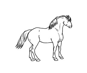 Horse info graphic poster design. Vector illustration.