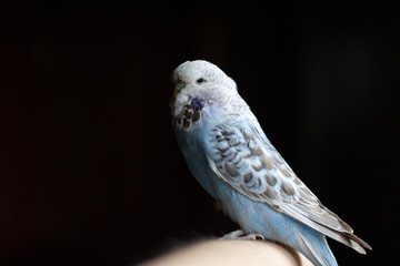 blue budgie on a black background