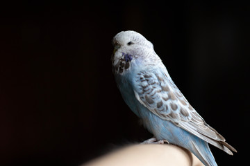 blue budgie on a black background