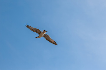 Single seagull flying in a sky as a background