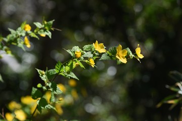 Kerria japonica flowers (Japanese kerria) / Rosaceae deciduous shrub
