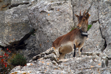 Young mountain goat with a transmitter necklace on stones.