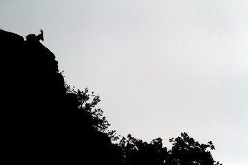 Mountain goat backlit on the edge of some stones with clear sky.