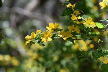 Kerria japonica flowers (Japanese kerria) / Rosaceae deciduous shrub