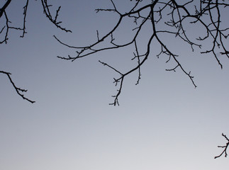 winter tree branches against the sky
