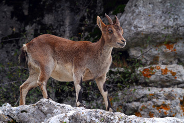 Mountain goat with selective focus on some stones with bushes and bushes.
