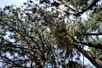 Fototapeta premium View from below of a tall trees of a forest