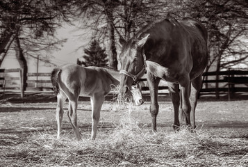 Black horse female with foal in a farm yard in spring
