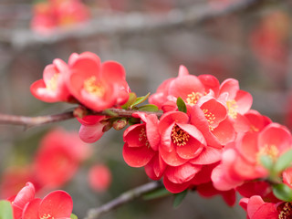 木瓜　赤いボケの花