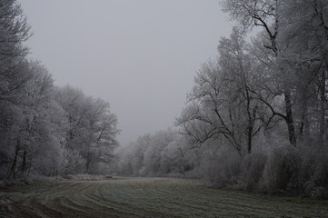 Winterlandschaft im Januar