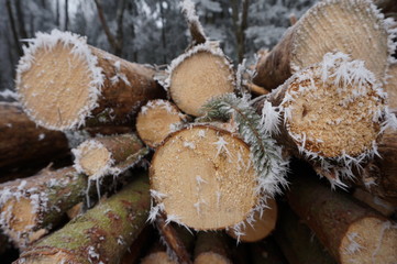 Winter - gefrorene Baumstämme
