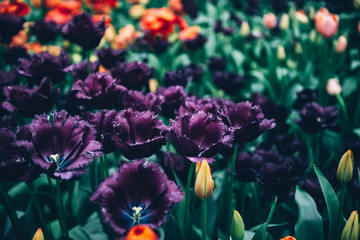 Fototapeta na wymiar Close up of blooming flowerbeds of amazing dark purple tulips during spring. Public flower garden, Netherlands. Dark moody photo