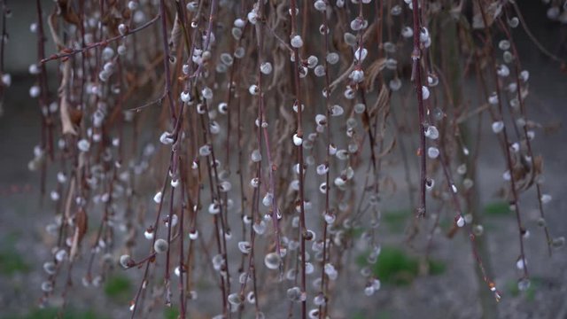Willow bush shakes in the wind