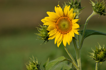 Fototapeta premium sunflower in the field or single sunflower on out door 