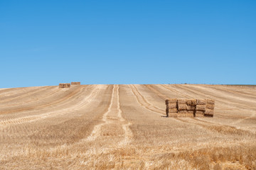 Obraz premium Grass Farmlands in Cape Town South Africa 