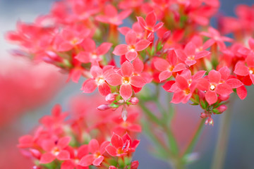 Flaming Katy colorful red flowers or Kalanchoe blossfeldiana poelln blooming in garden