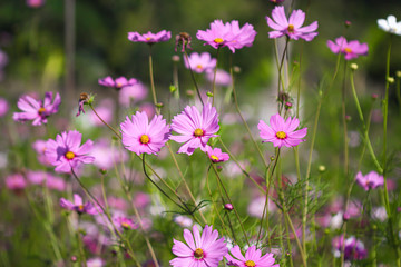 Mexican aster  field or pink cosmos flowers bipinnatus blooming in  garden with light wind