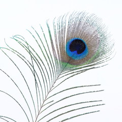 Obraz premium single peacock feather on white background