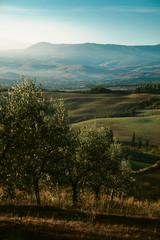 Naklejka premium Early morning on countryside, Val d´Orcia, Tuscany, Italy
